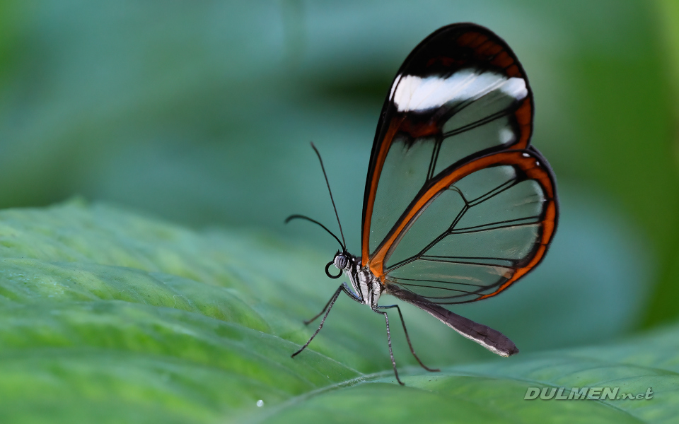 Glasswing Butterfly (Greta oto)